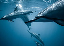 BSports：让热爱体育成为你的专属财富之旅